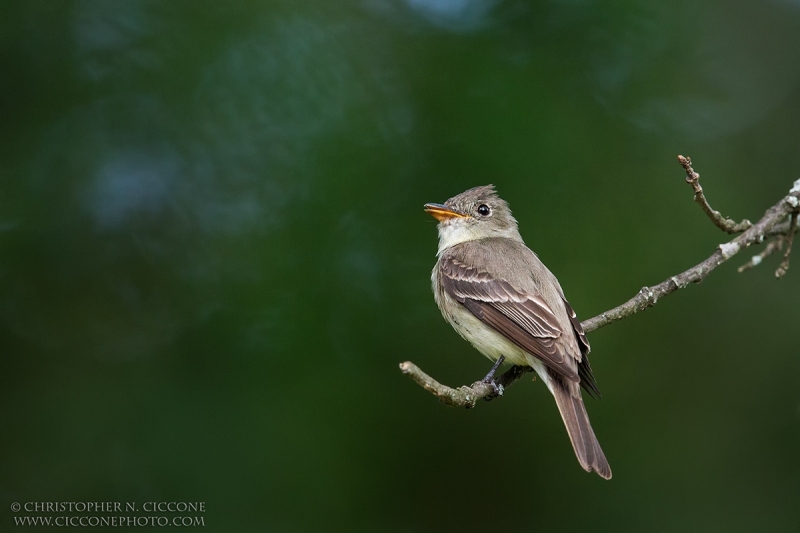 Eastern Wood-Pewee