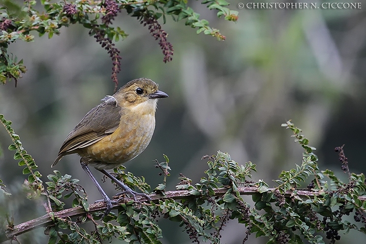 Tawny Antpitta