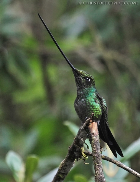 Sword-billed Hummingbird