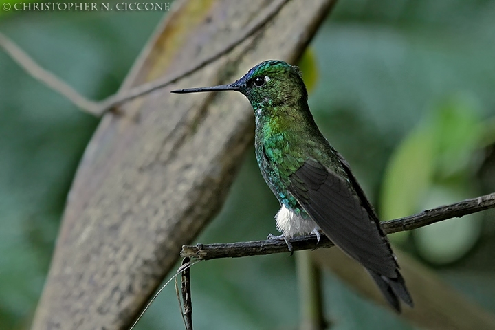 Sapphire-vented Puffleg