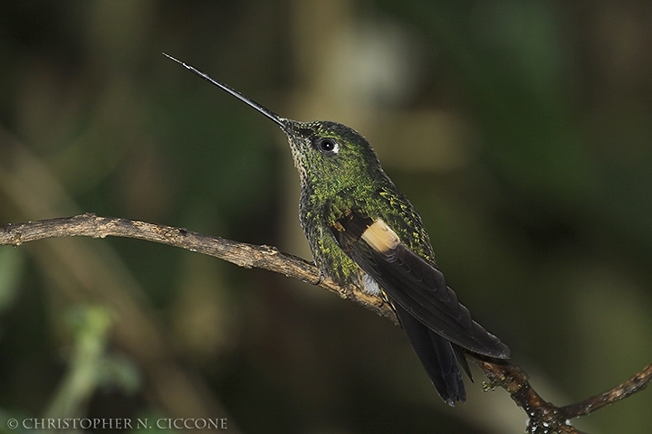 Buff-winged Starfrontlet