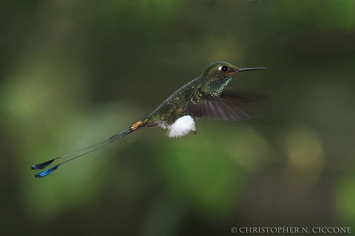 Booted Rackuet-tail