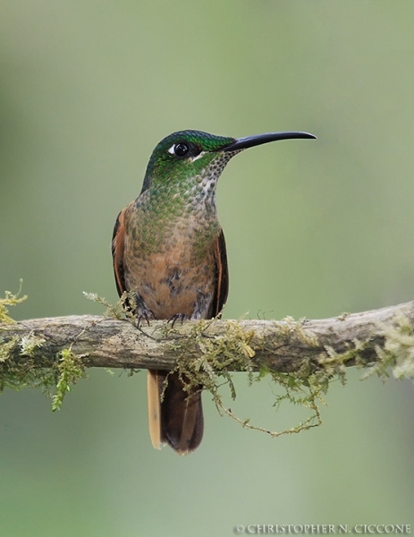 Fawn-breasted Brilliant