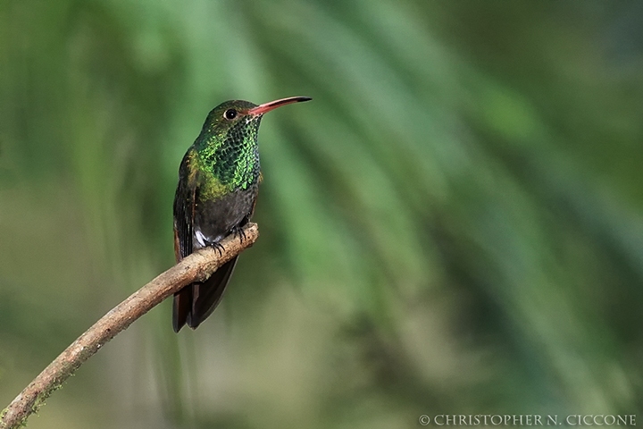 Rufous-tailed Hummingbird