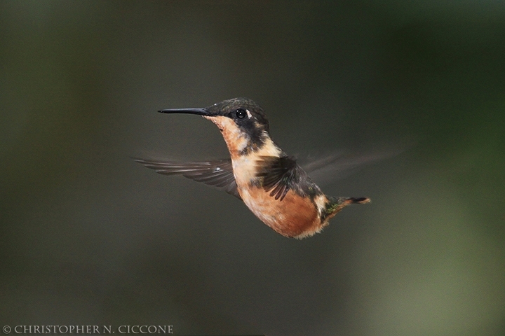 Purple-throated Woodstar