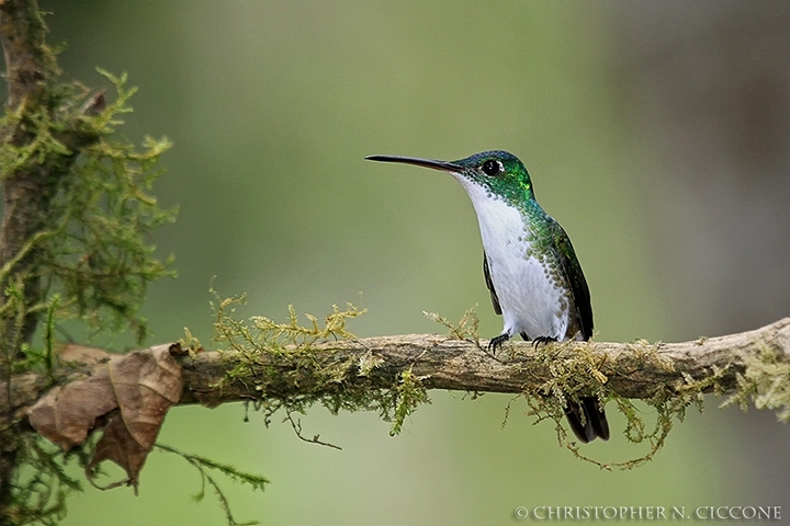 Andean Emerald