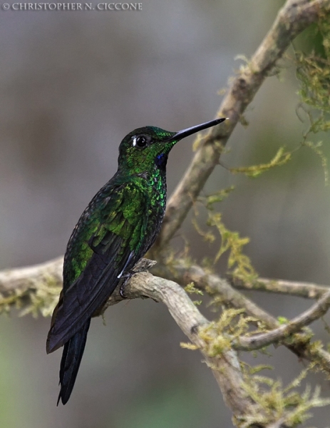 Green-crowned Brilliant