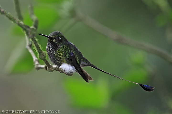 Booted Racquet-tail