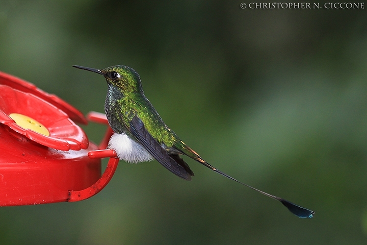 Booted Racquet-tail