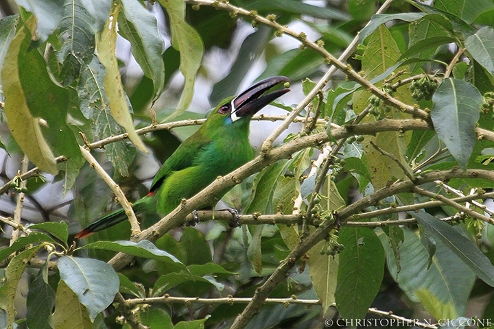 Crimson-rumped Toucanette