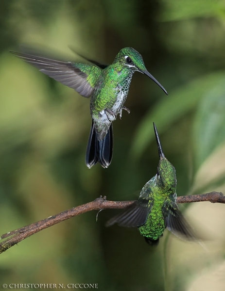 Green-crowned Brilliant