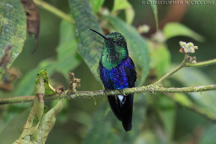 Green-crowned Woodnymph