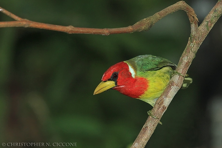 Red-headed Barbet