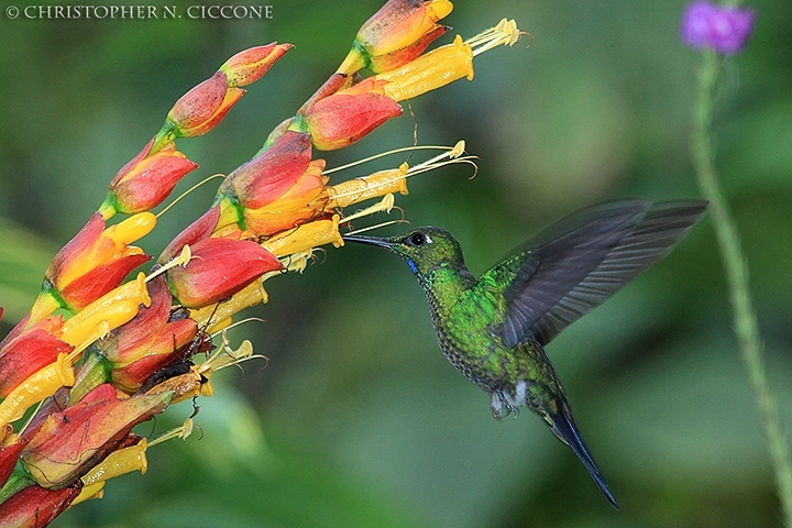 Green-crowned Brilliant