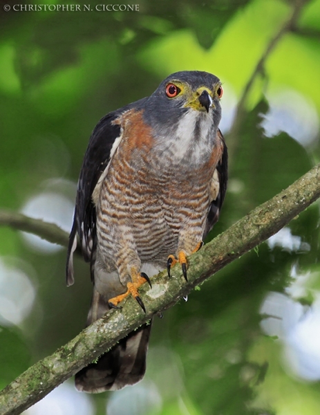 Double-toothed Kite