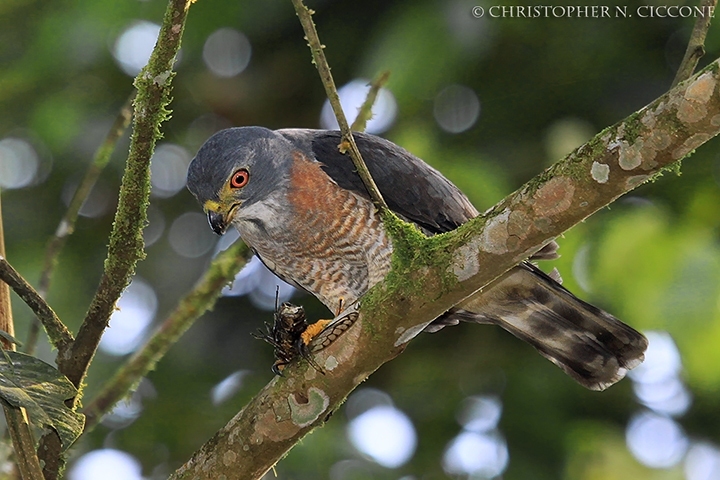 Double-toothed Kite