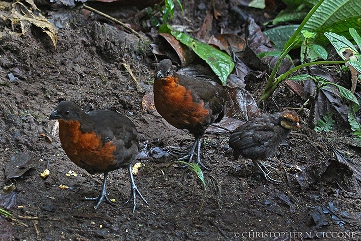 Dark-backed Wood-Quail