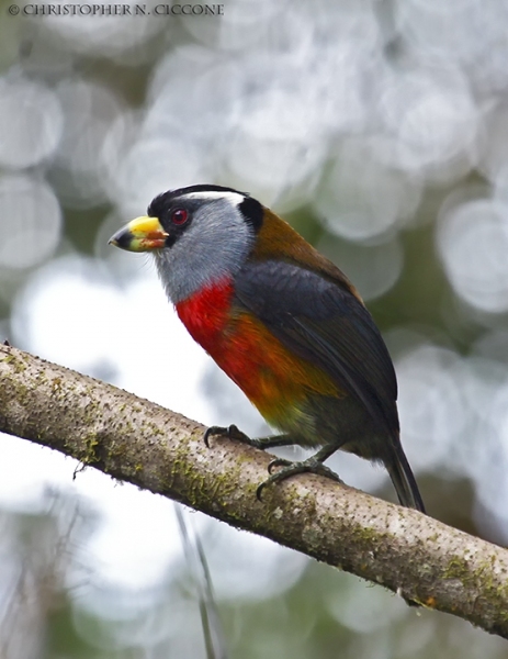 Toucan Barbet