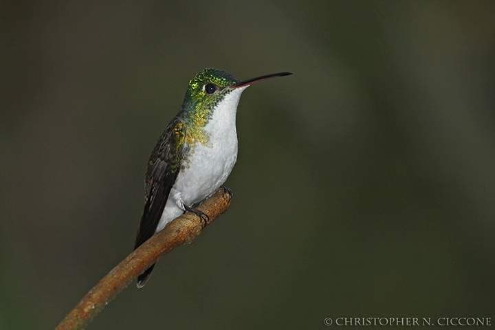 Andean Amerald