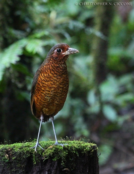 Giant Antpitta