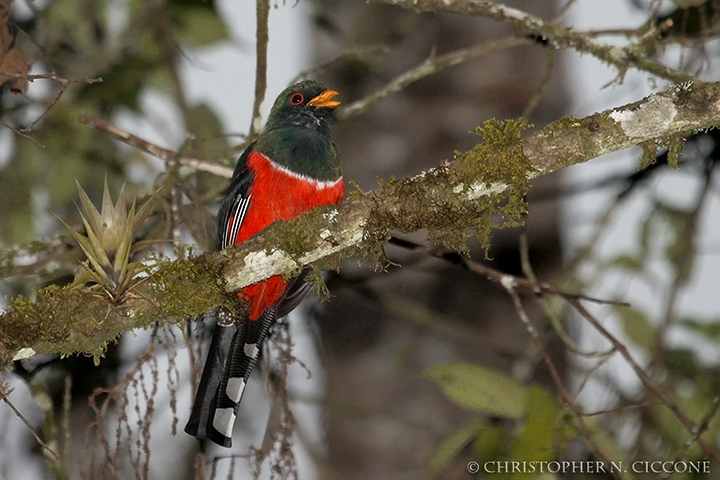 Masked Trogon