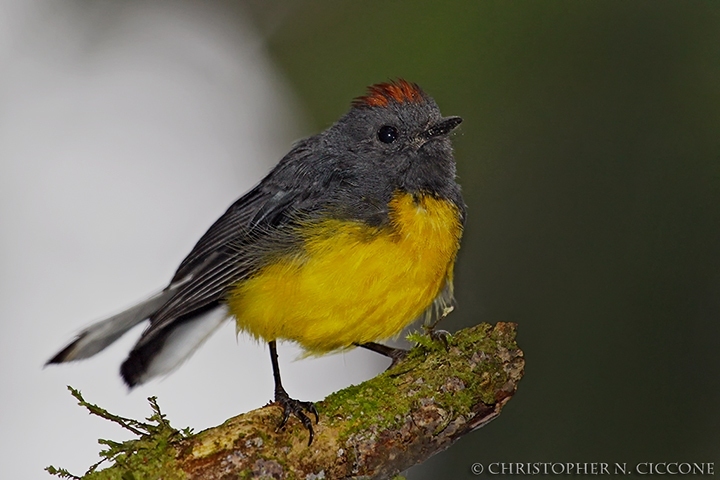 Slate-throated Whitestart