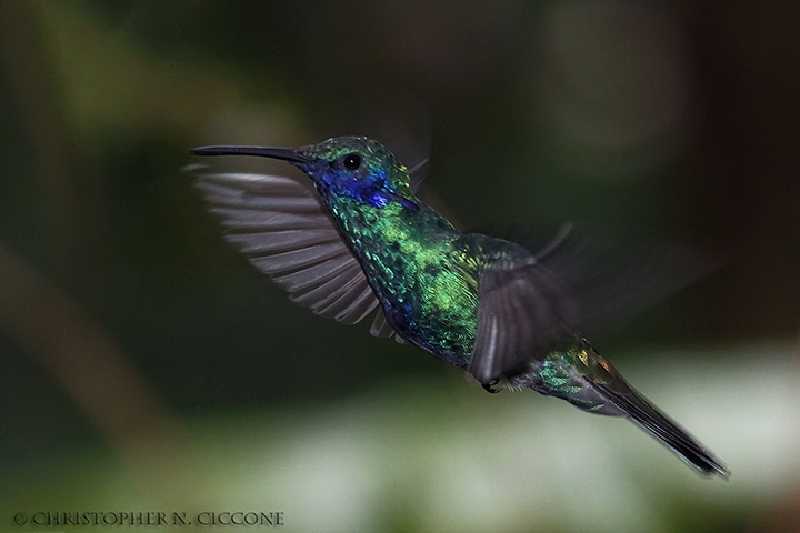 Sparkling Violet-ear