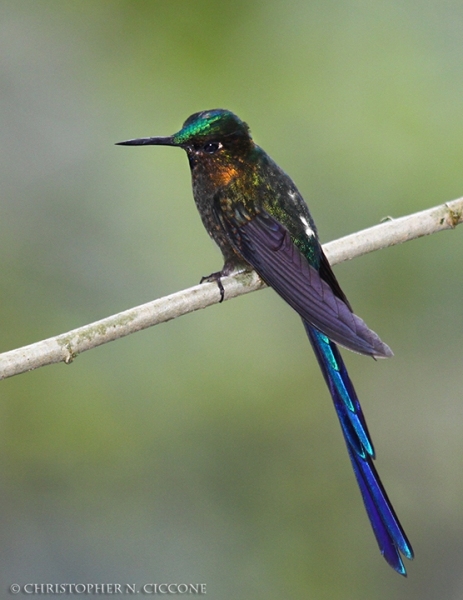 Violet-tailed Slyph