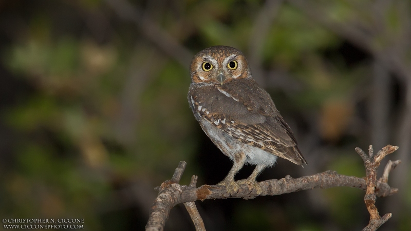 Elf Owl