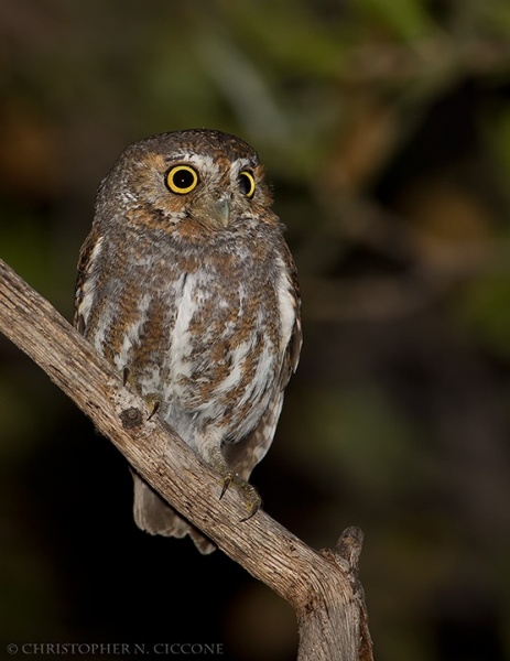 Elf Owl