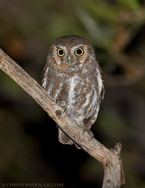 Elf Owl