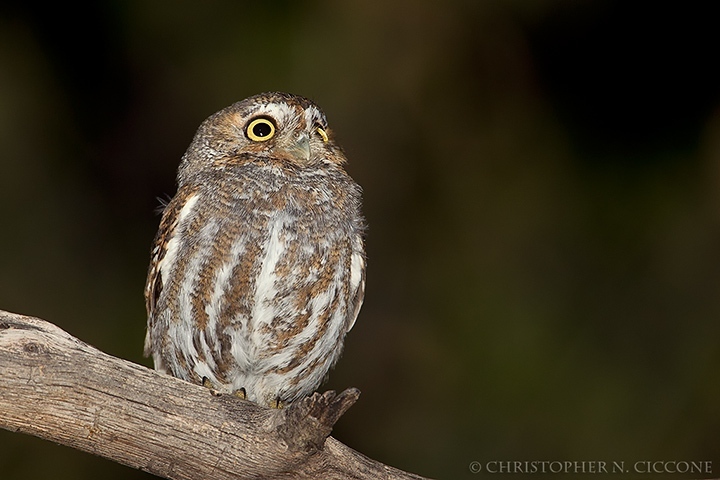 Elf Owl