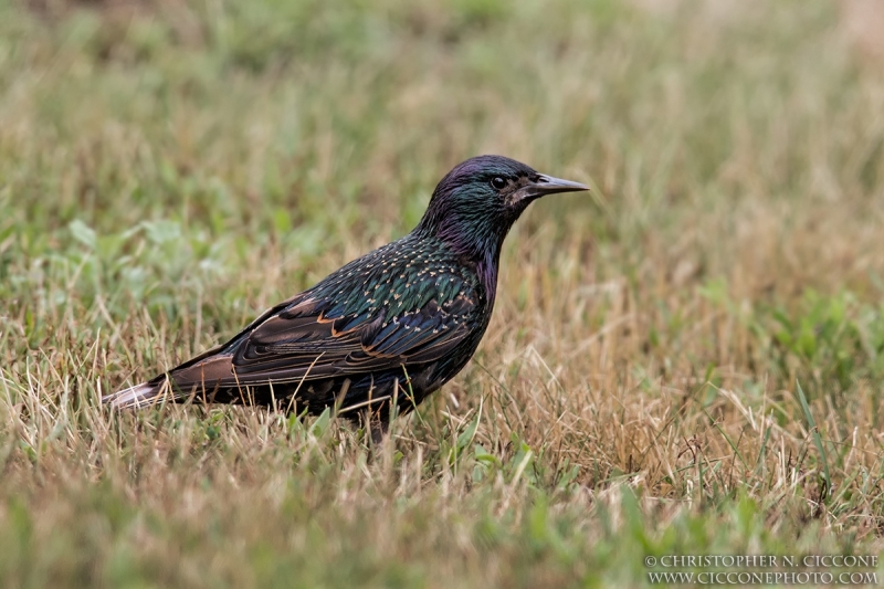 European Starling