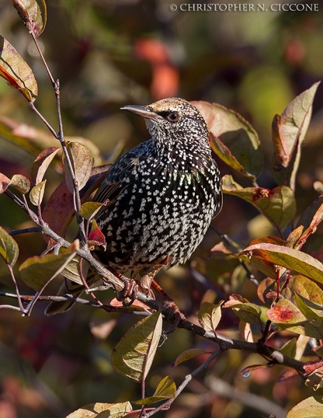 European Starling