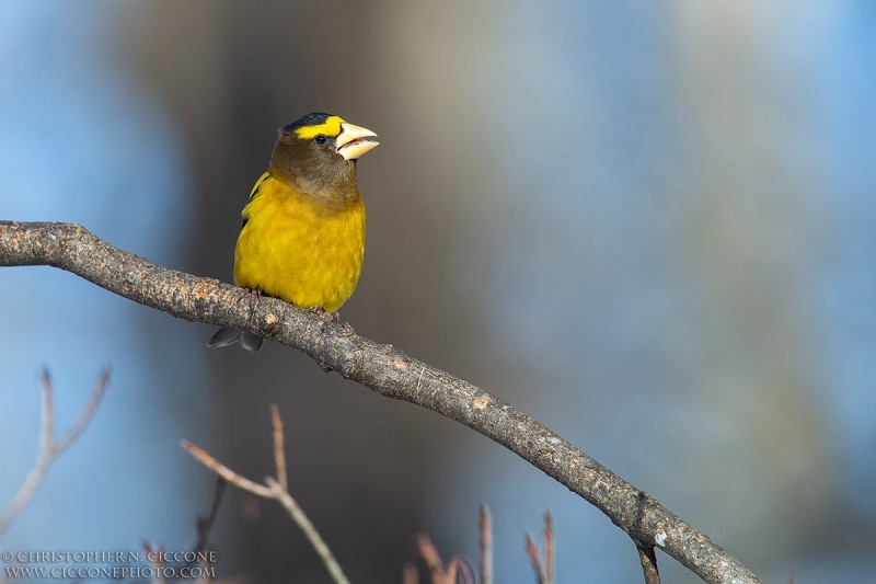 Evening Grosbeak