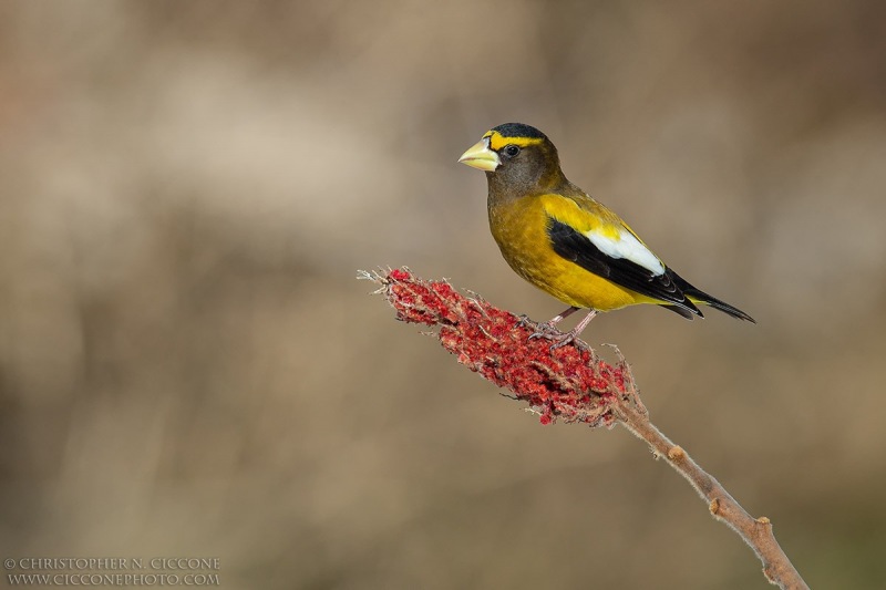 Evening Grosbeak