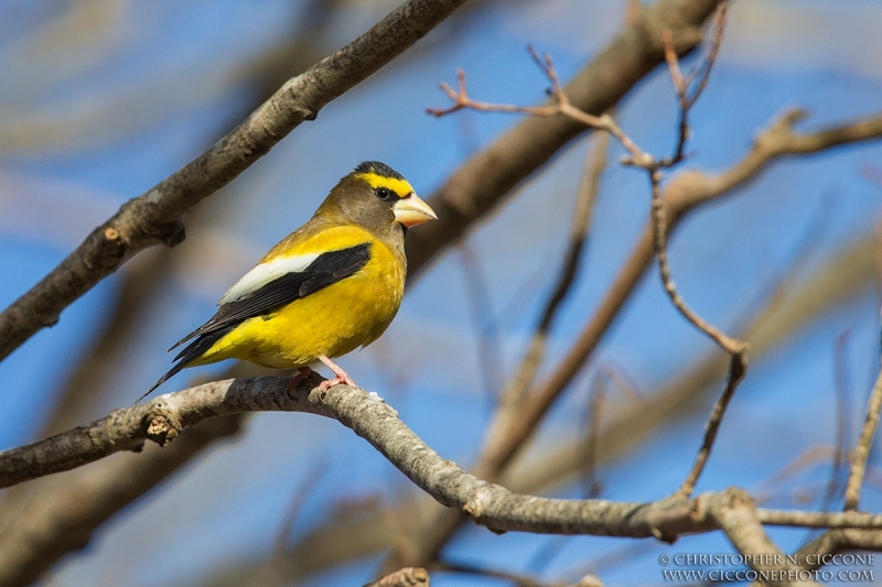 Evening Grosbeak