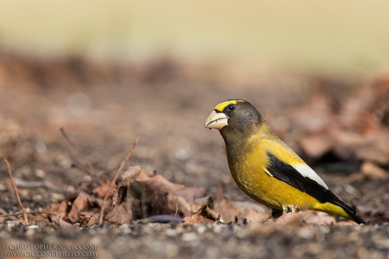 Evening Grosbeak