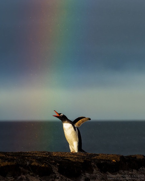 Gentoo Penguin