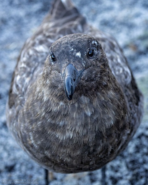 Brown Skua