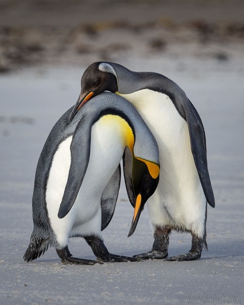 King Penguin