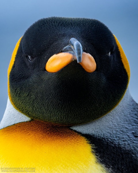 King Penguin