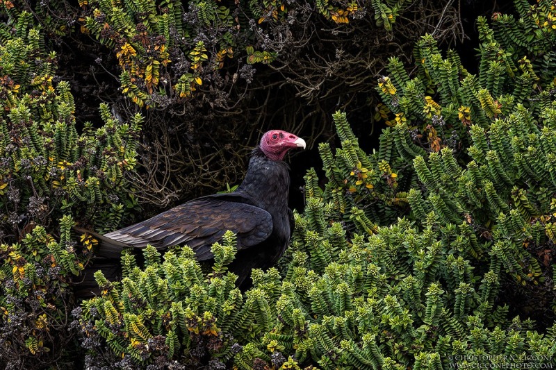 Turkey Vulture