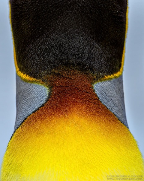 King Penguin - neck detail