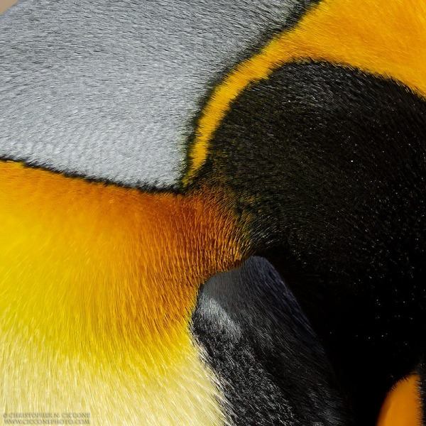 King Penguin - detail