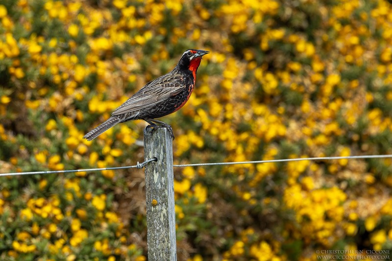 Long-tailed Meadowlark