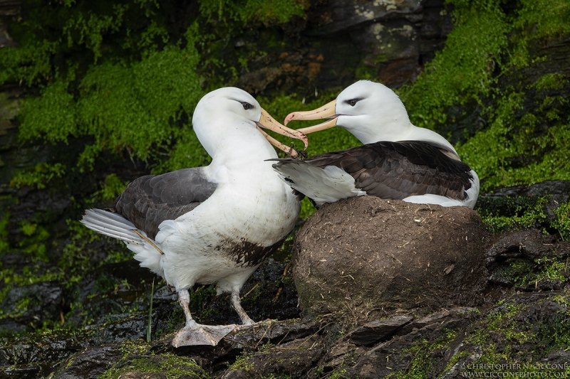 Black-browed Albatross