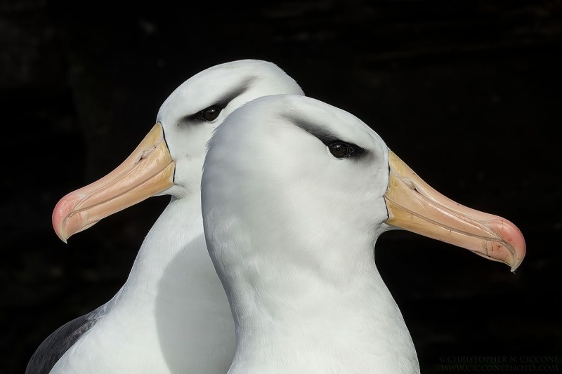 Black-browed Albatross