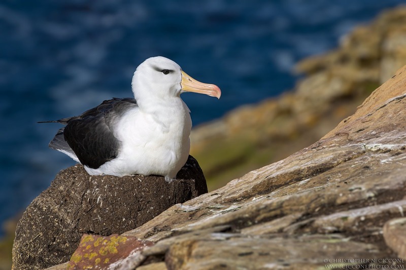 Black-browed Albatross