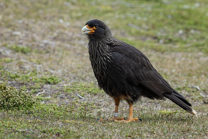 Striated Caracara